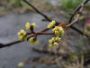 200505306038 Fragrant Sumac (Rhus aromatica)- Misery Bay, Manitoulin.jpg